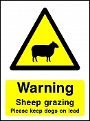 Sheep Grazing
