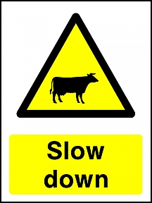 Slow Cattle