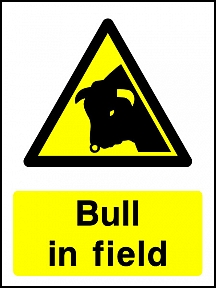 Bull in Field