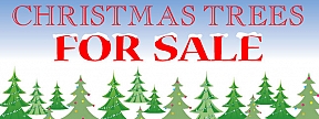 Christmas Trees for Sale